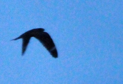 416lesser 061jrhighlesser.jpg