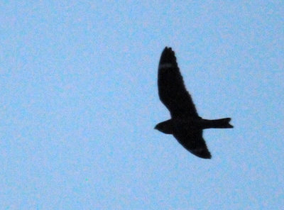 416lesser 076jrhighlesser.jpg