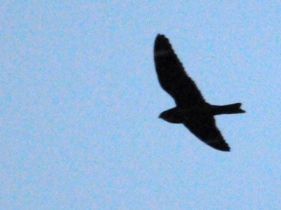 416lesser 077jrhighlesser.jpg