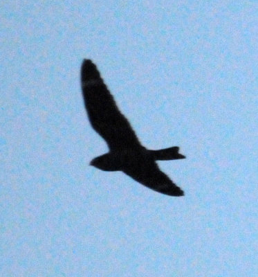 416lesser 078jrhighlesser.jpg