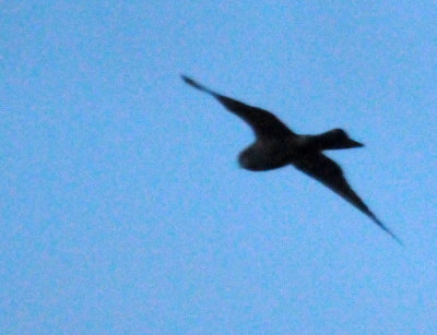 416lesser 089jrhighlesser.jpg