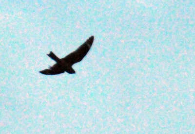 416lesser 110jrhighlesser.jpg