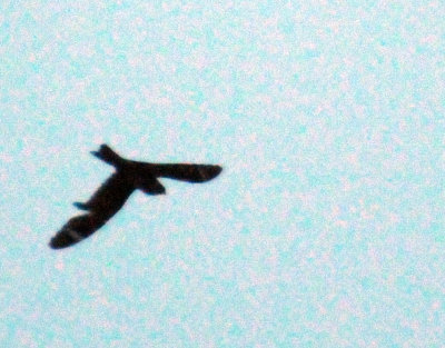 416lesser 111jrhighlesser.jpg