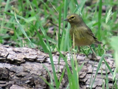 416neals 099orangecrowedwarbler.jpg