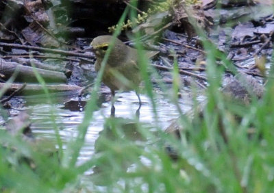 416neals 107orangerownedwarbler.jpg