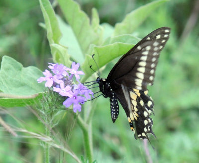 416neals 228blackswallowtail.jpg