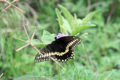 416neals 234blackswa.jpg
