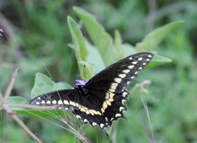 416neals 237blackswa.jpg