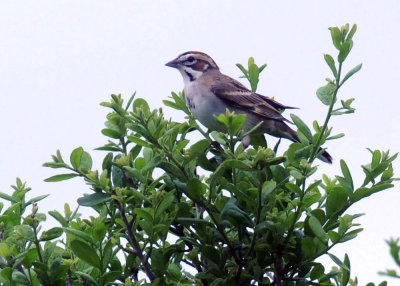 416neals 246lark.jpg