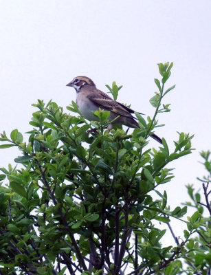 416neals 248lark.jpg
