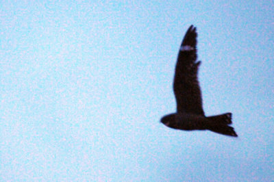 417jrhighlesser 010lesser.jpg