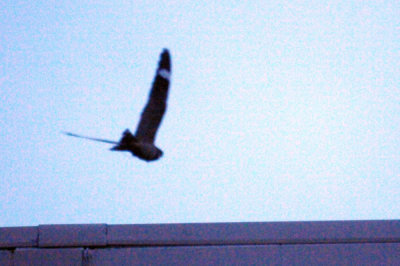 417jrhighlesser 035lesser.jpg