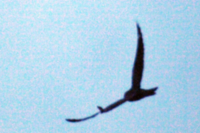 417jrhighlesser 039lesser.jpg