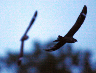 417jrhighlesser 046lesserzzzzzzzzzzzz.jpg