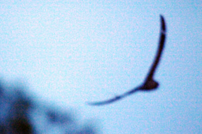 417jrhighlesser 047lesser.jpg