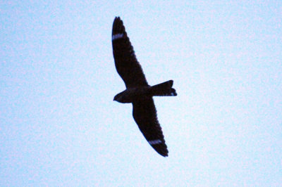 417jrhighlesser 075lesserzzzzzzzzz.jpg