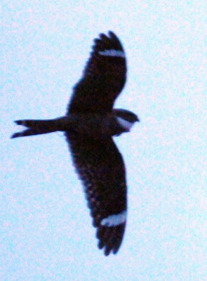 417jrhighlesser 080lesserzzzzzzzzzz.jpg
