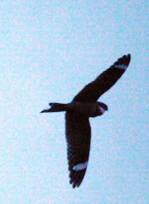 417jrhighlesser 082lesserzzzzzzzzz.jpg
