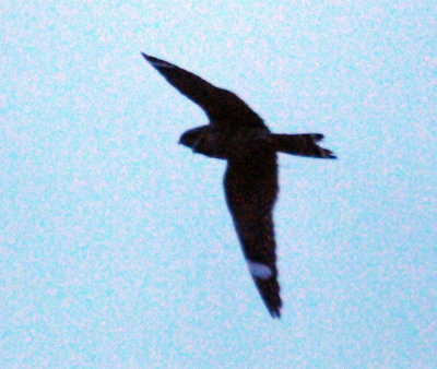 417jrhighlesser 105lesser.jpg