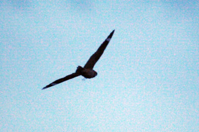 417jrhighlesser 111lesser.jpg