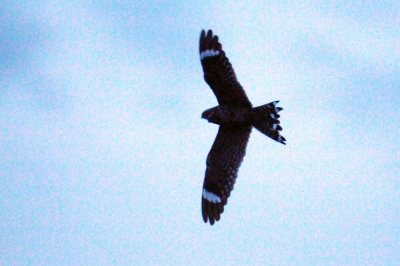 417jrhighlesser 118lesserzzzzzzzzzzz.jpg