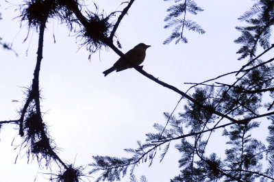 417neals 005sutanager.jpg