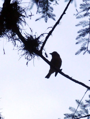 417neals 008sutanager.jpg