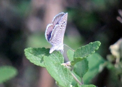 417neals 050reakirtsblue.jpg
