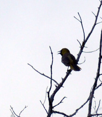 417neals 115BIRD.jpg