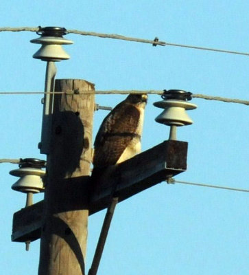 423neals 002redtail.jpg