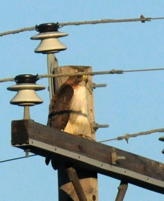 423neals 006redtail.jpg