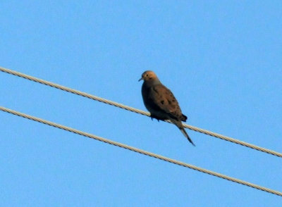 423neals 009ouringdove.jpg