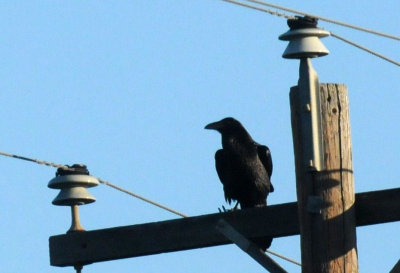 423neals 011chihuahuan.jpg