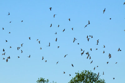 423neals 023cliffswallows.jpg