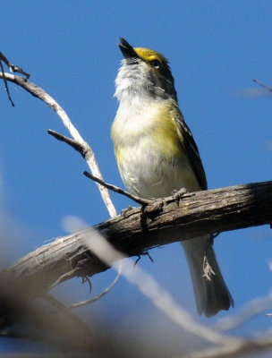 423neals 127wteyedvireo.jpg