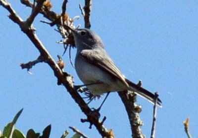 423neals 164vireo.jpg