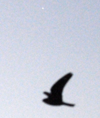 lesser 041lesser.jpg