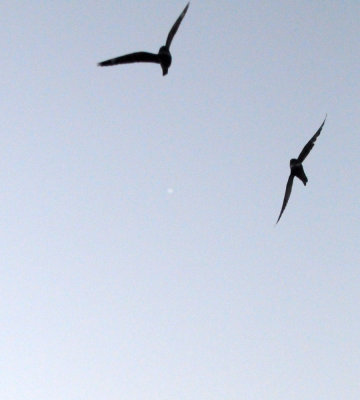 lesser 053lesser.jpg