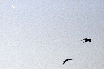 lesser 060lesser.jpg