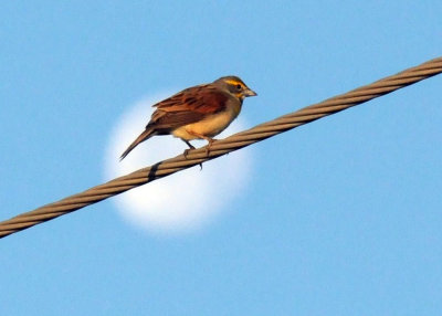 513county 011dickcissel.jpg