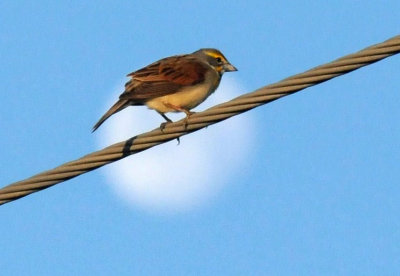 513county 013dickcissel.jpg