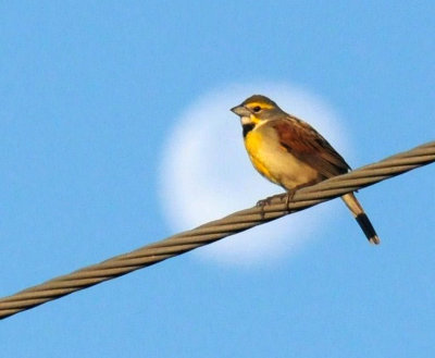 513county 016dickcissel.jpg