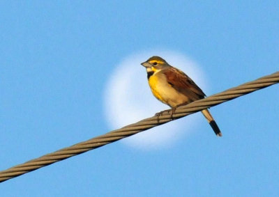 513county 017dickcissel.jpg