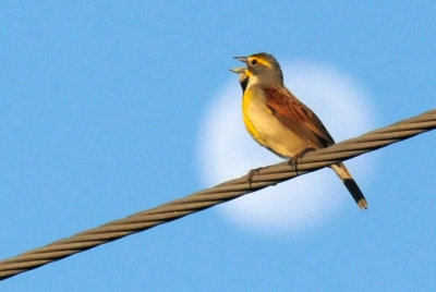513county 019dickcisselzzzzzzzzzzz.jpg
