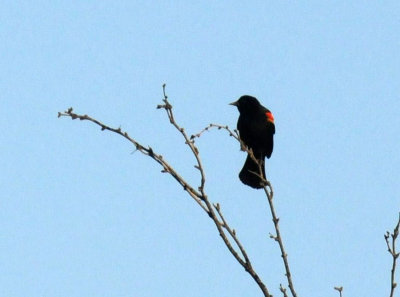 513county 021redwing.jpg