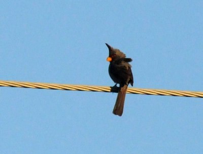 513county 023pyrrhuloxia.jpg