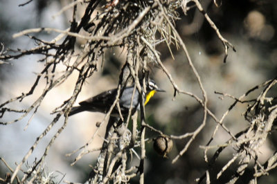 513county 043yellowthroated.jpg