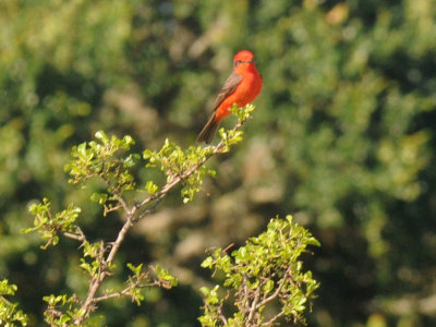 513county 091verfly.jpg