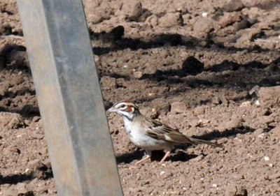 513county 093lark.jpg
