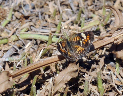 513county 157phaon.jpg
